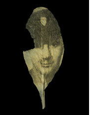 Todd Gray image