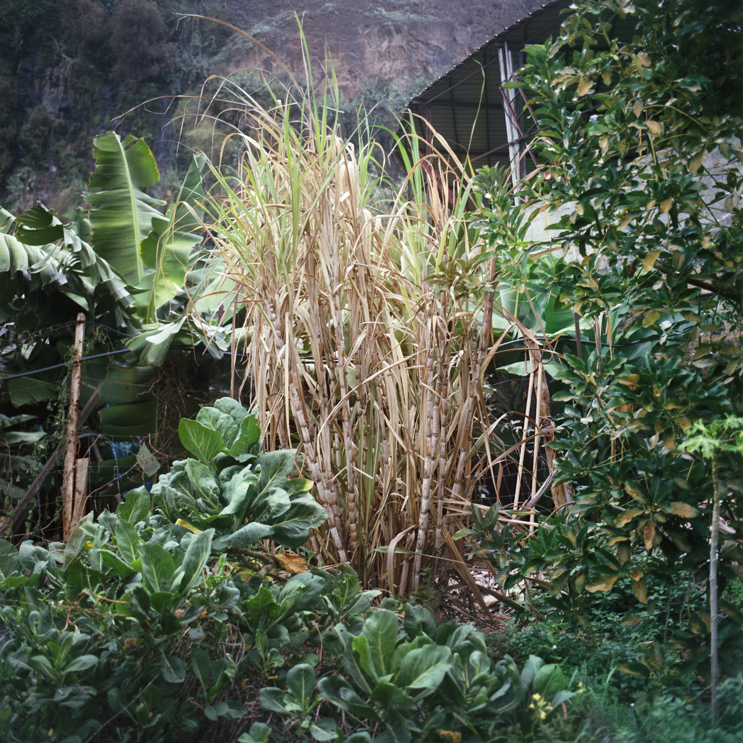 SUGARCANE-LEVADADOREI-14×14
