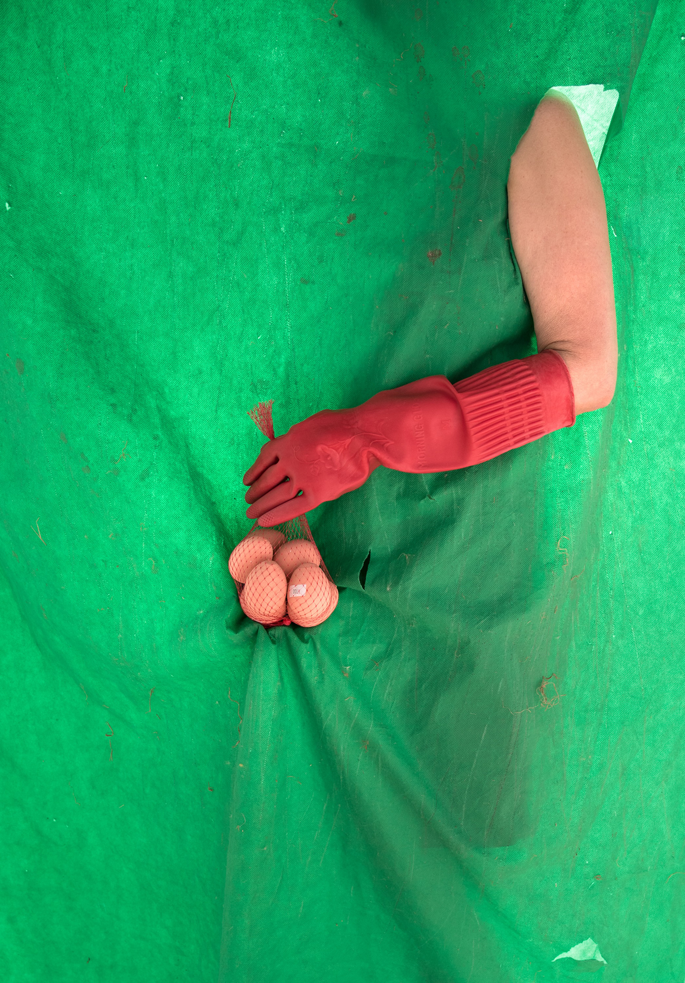 los huevos en mi casa los puso mi mamá